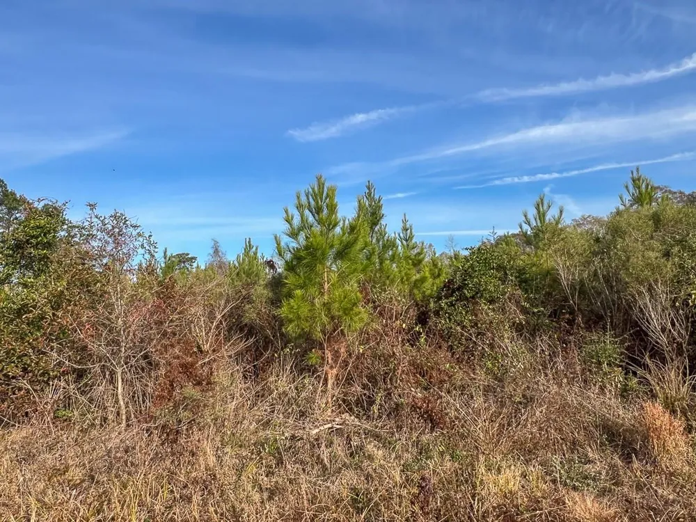 9 Fm 787 Saratoga, TX 77585