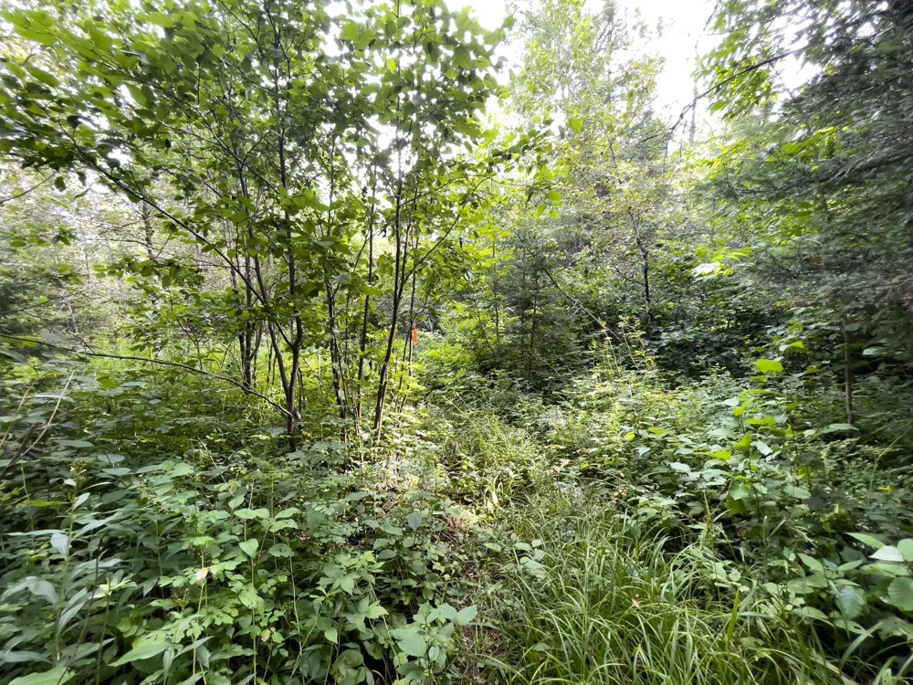 7143 Highway 1 Finland, MN 55603