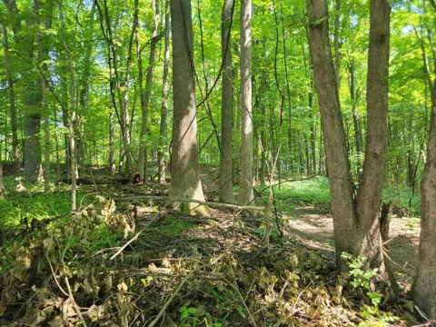 Peterson Drive