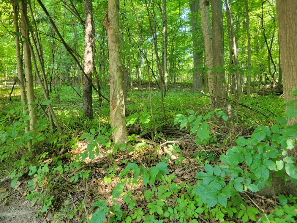 Peterson Drive Gobles, MI 49055