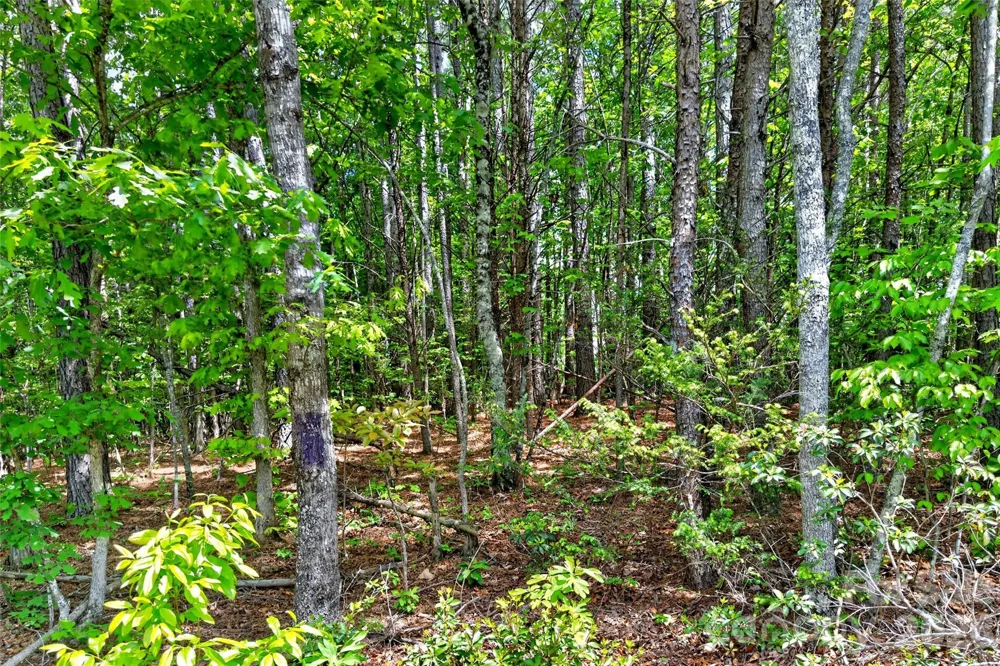 99999 Wright Road Marion, NC 28752