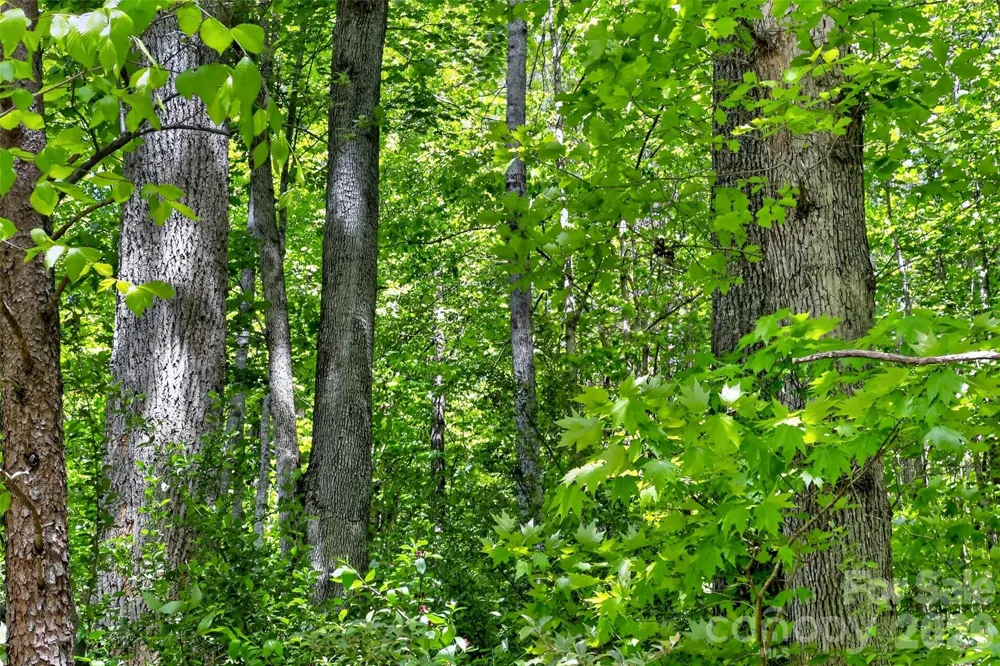 99999 Wright Road Marion, NC 28752
