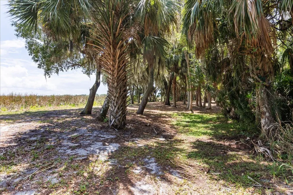 TBD DEER ISLAND ROAD Tavares, FL 32778