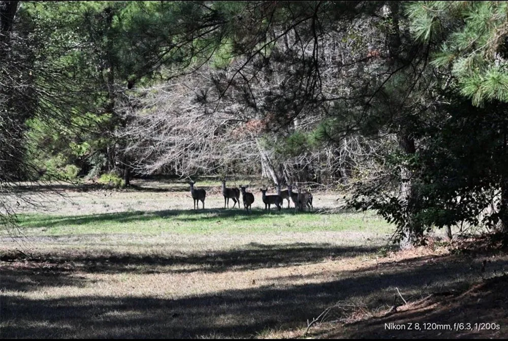 503 S Green Valley Woodville, TX 75979