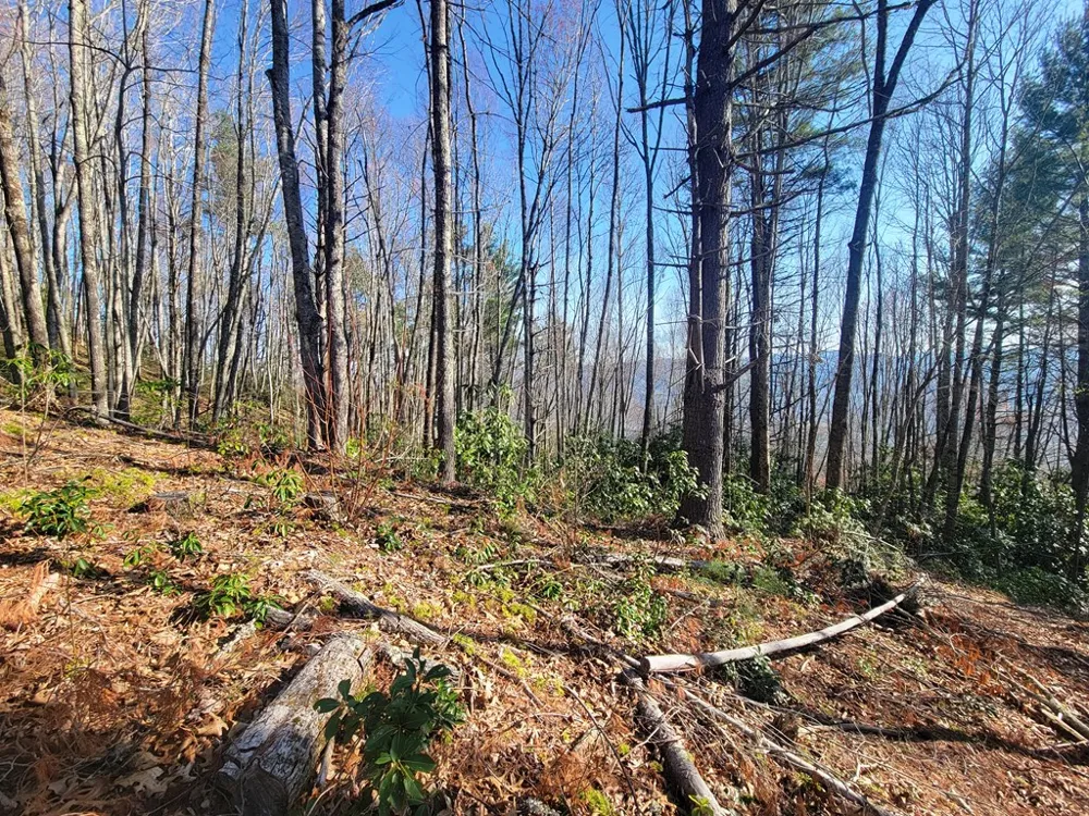 Digging Seng Trail #138, Waynesville, NC 28785