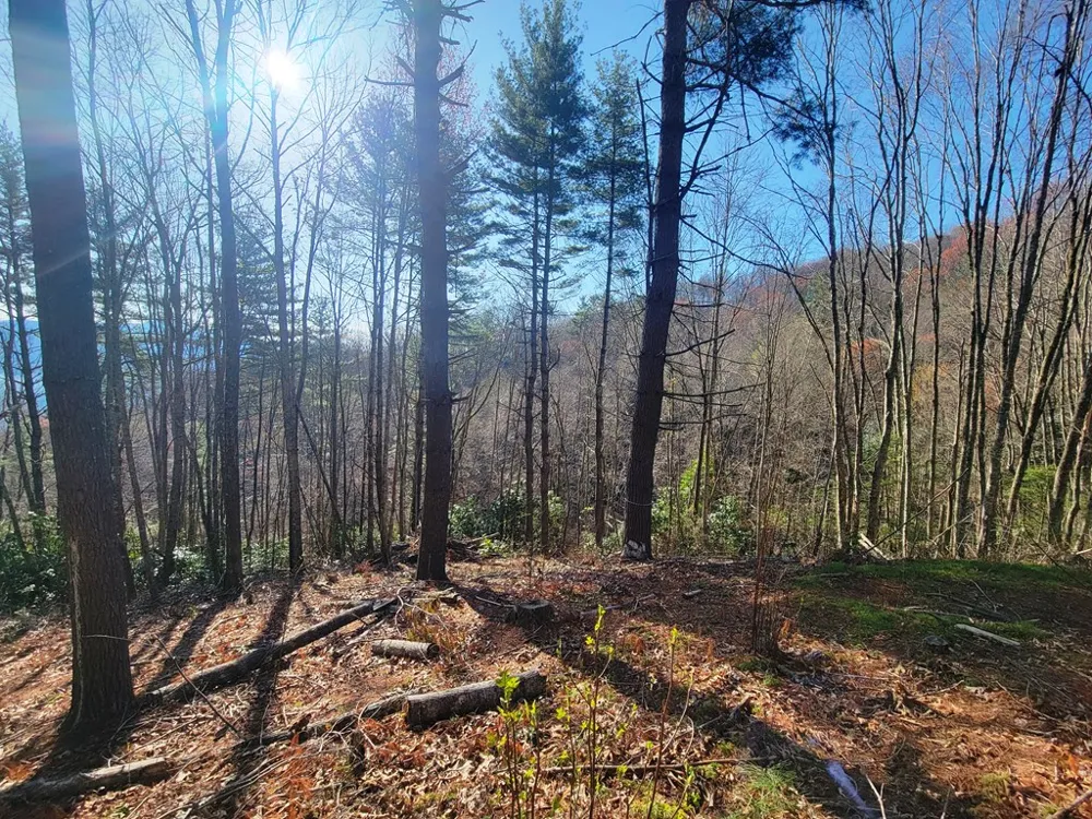 Digging Seng Trail #138, Waynesville, NC 28785
