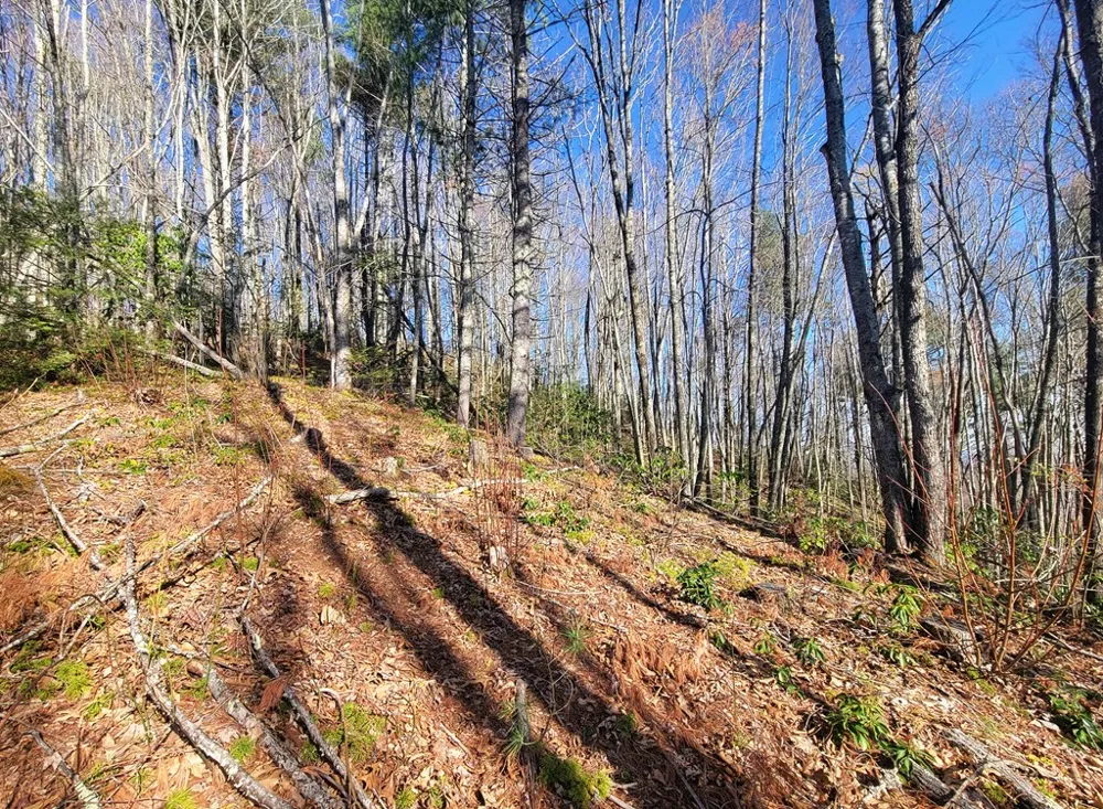 Digging Seng Trail #138, Waynesville, NC 28785