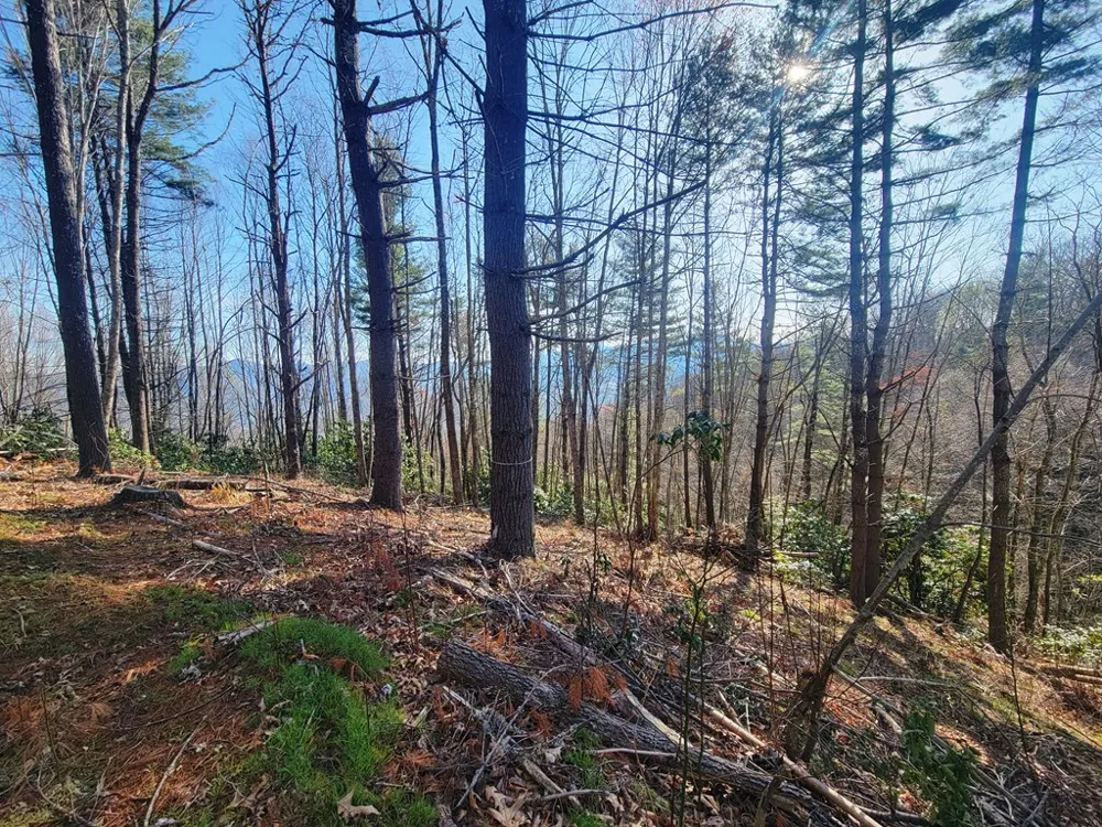 Digging Seng Trail #138, Waynesville, NC 28785