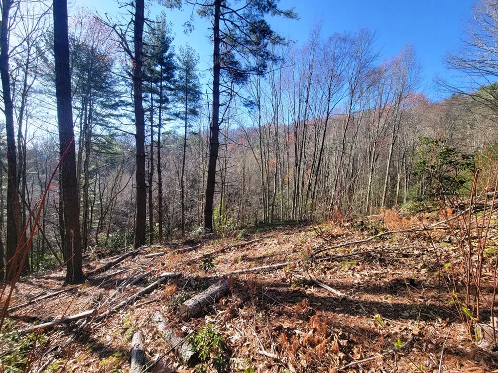 Digging Seng Trail #138, Waynesville, NC 28785