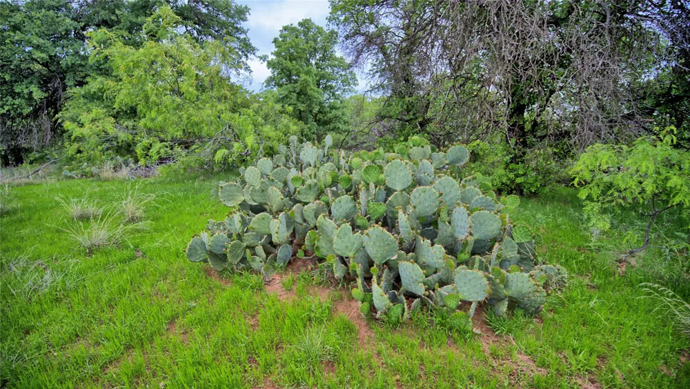 3377 Lodge Creek Road Henrietta, TX 76365