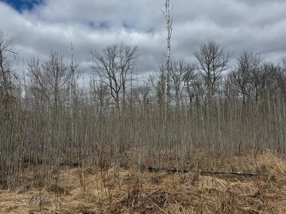 TBD40 Township Road 5743 Road Alborn, MN 55702
