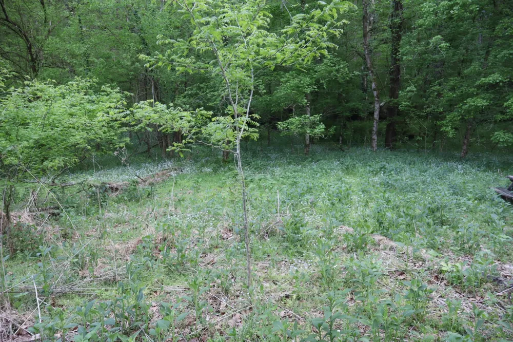 341 Pumpkin Hollow Rd Liberty, TN 37095