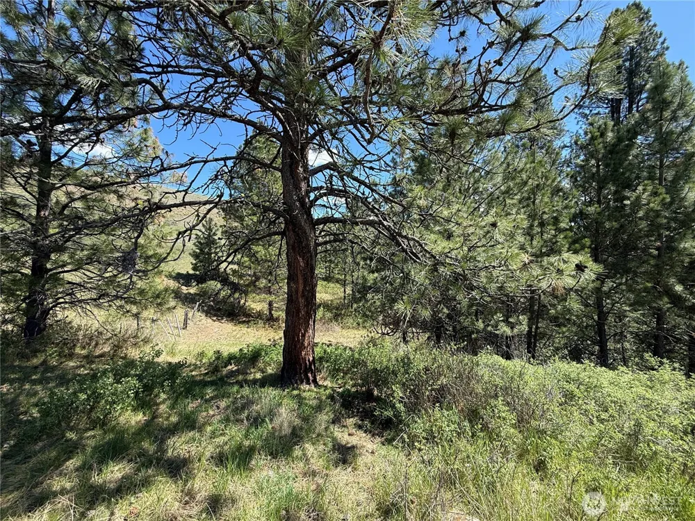 0 TBD Fir Lane Curlew, WA 99118