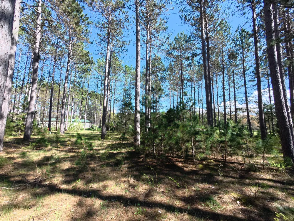 16880 Vondra Road Springdale Township, MI 49683