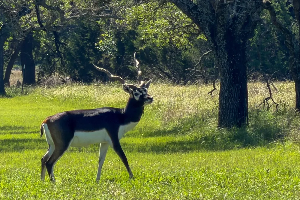 16 Sable Pass Lampasas, TX 76550