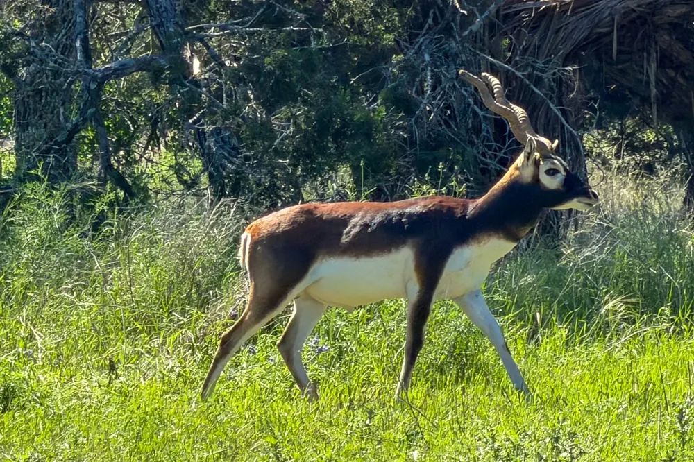 16 Sable Pass Lampasas, TX 76550