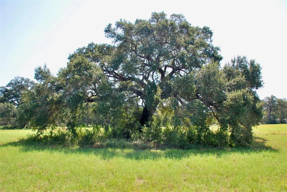 4 Harvell Lane Schulenburg, TX 78956