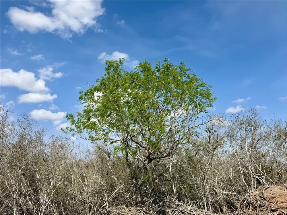 CR 104 San Diego, TX 78334
