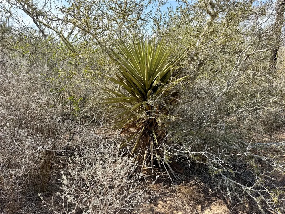 CR 104 San Diego, TX 78334