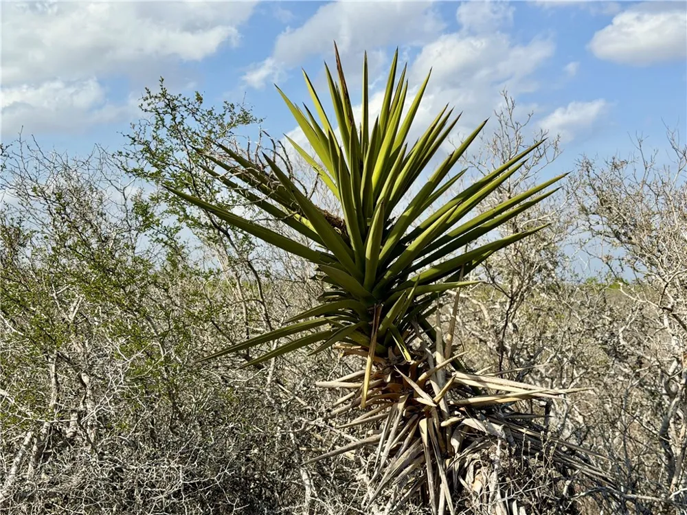 CR 104 San Diego, TX 78334