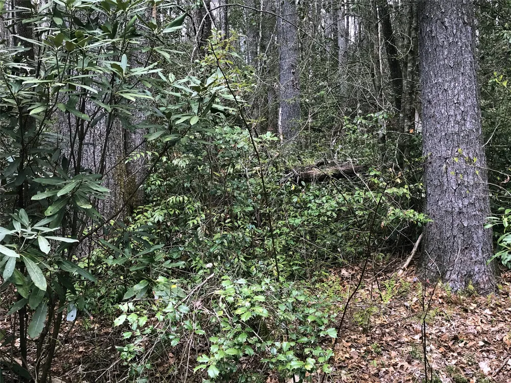 152 Sunrise Court Sapphire, NC 28774