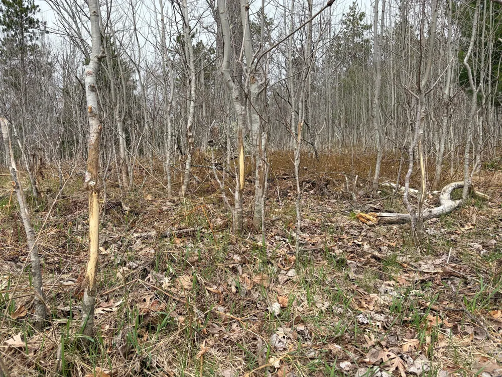 10838 Broad Road Ossineke Township, MI 49753