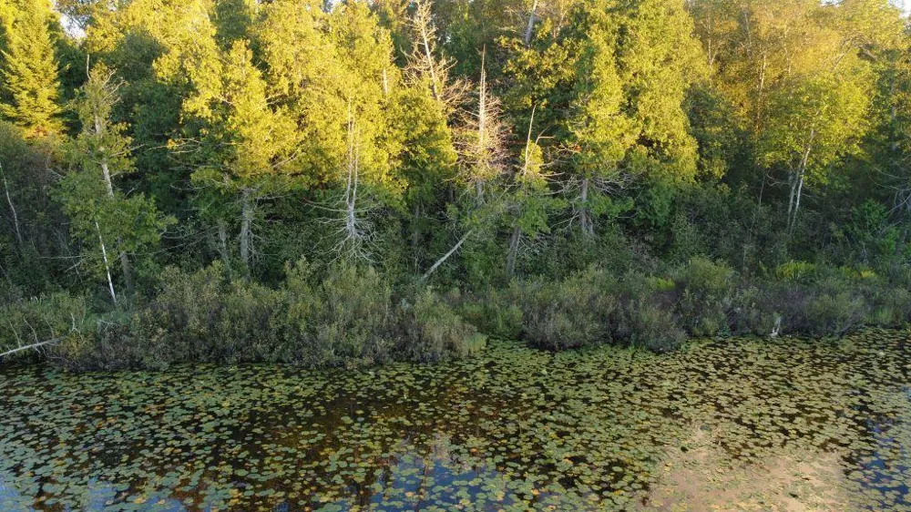 32118 E Gunn Lake Trail Marcell, MN 56657