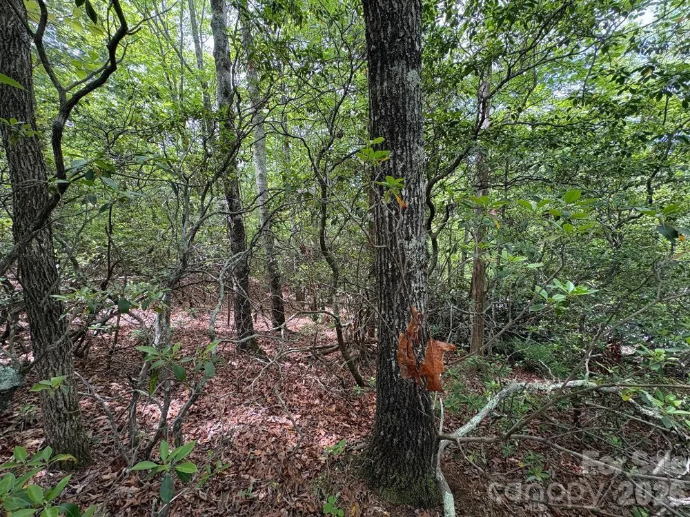 Lot 51B Wilderness Drive Marion, NC 28752