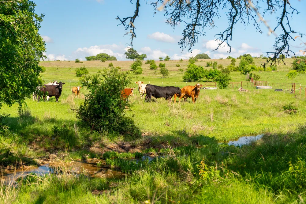 5950 Moccasin Bend Road Gatesville, TX 76528