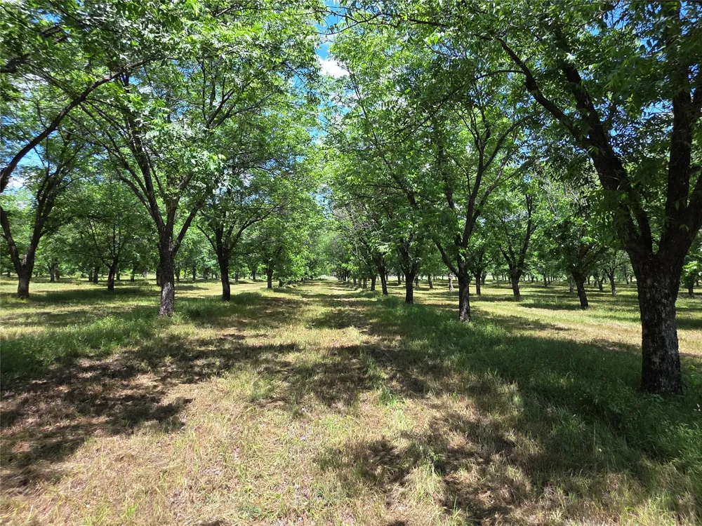 Cr 446 De Leon, TX 76444