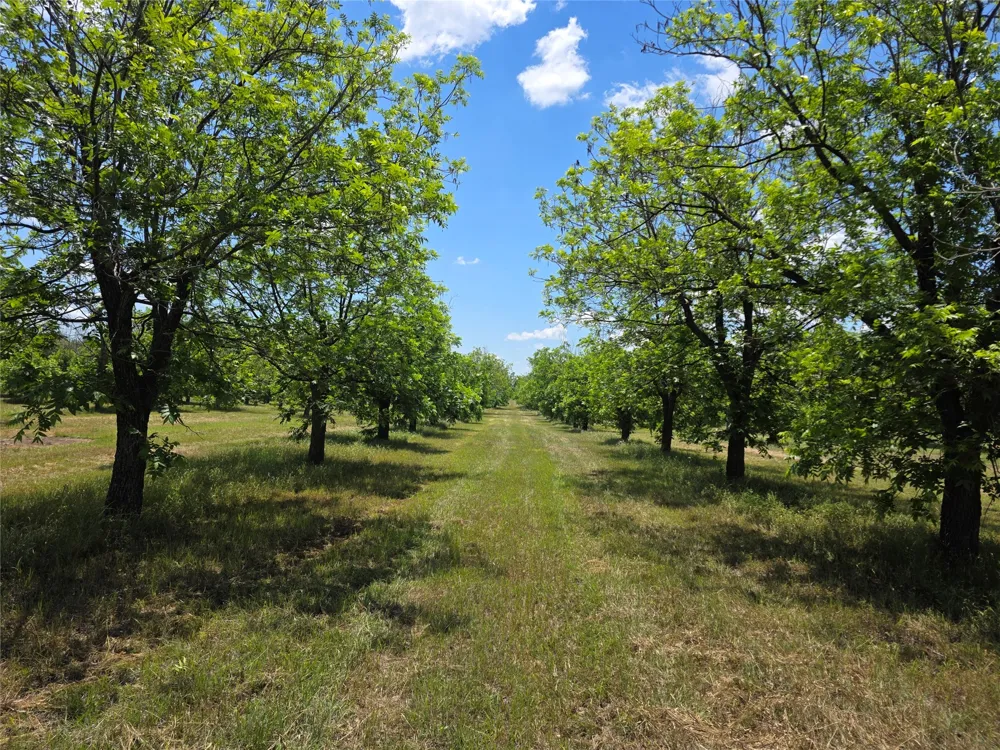 Cr 446 De Leon, TX 76444