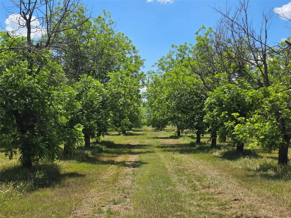 Cr 446 De Leon, TX 76444