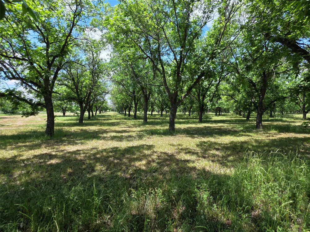Cr 446 De Leon, TX 76444