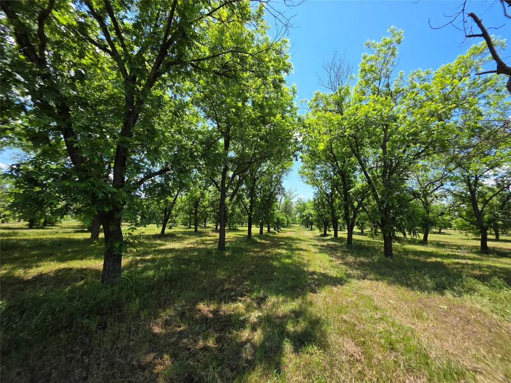 Cr 446 De Leon, TX 76444