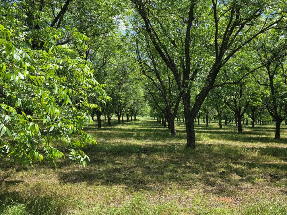 Cr 446 De Leon, TX 76444