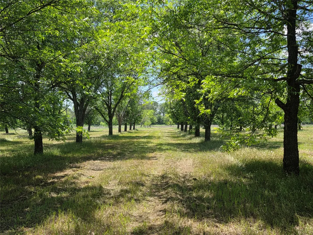 Cr 446 De Leon, TX 76444