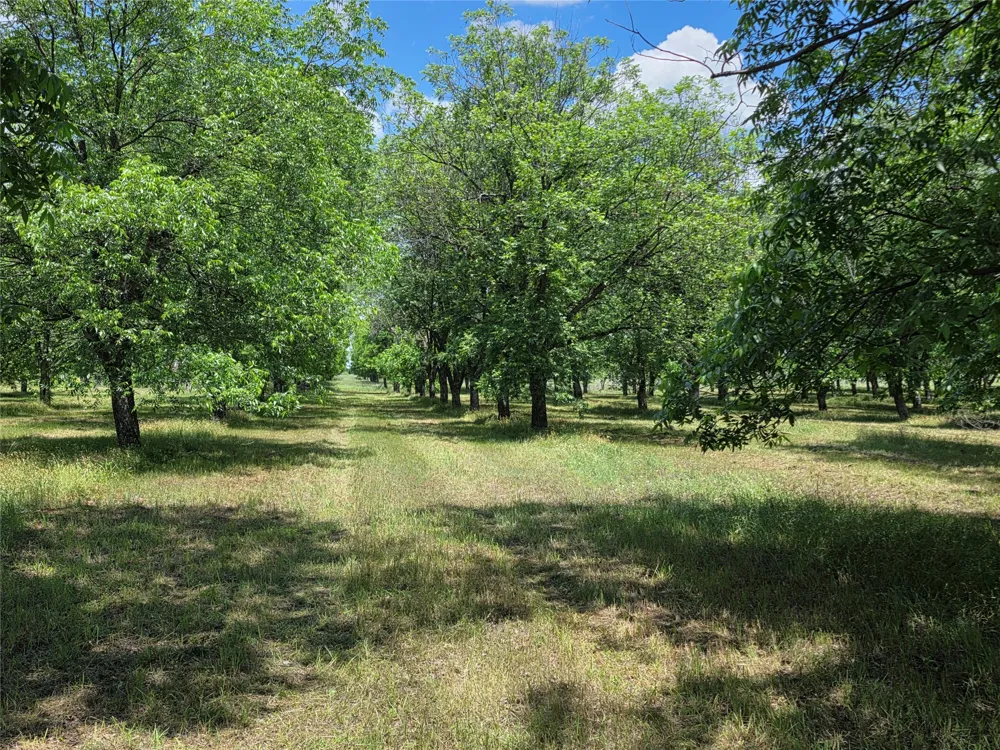 Cr 446 De Leon, TX 76444
