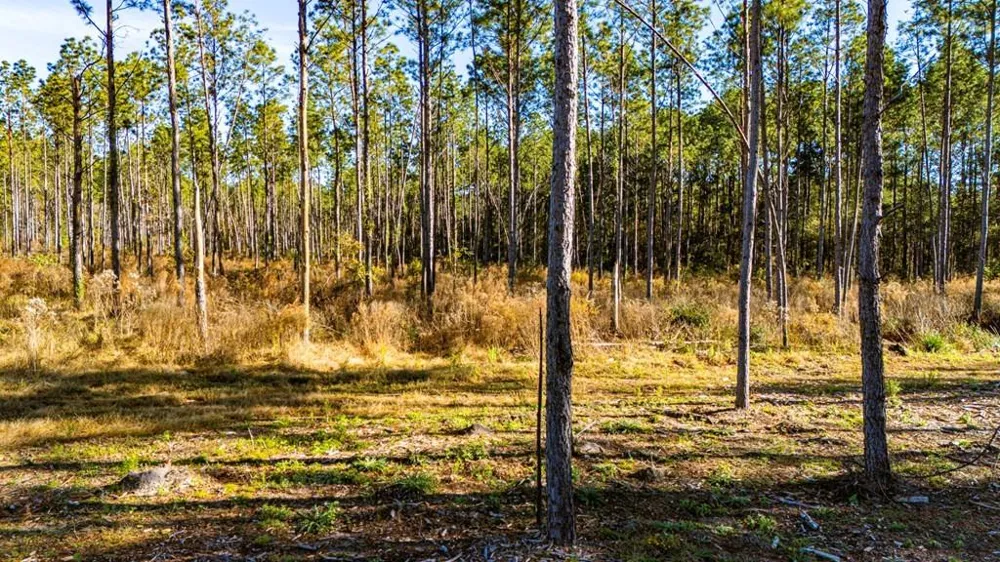 19 Big Buck Drive Moscow, TX 75960