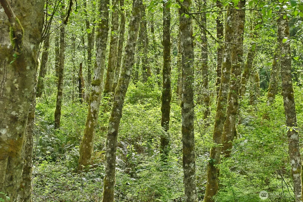 0 XXX Goss Lake Road Langley, WA 98260