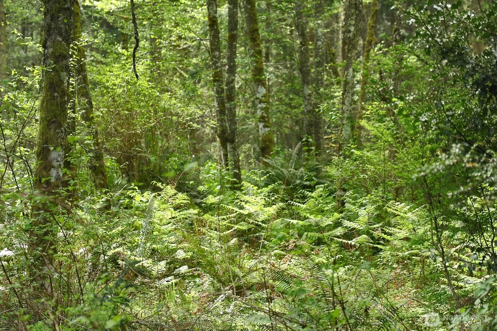 0 XXX Goss Lake Road Langley, WA 98260