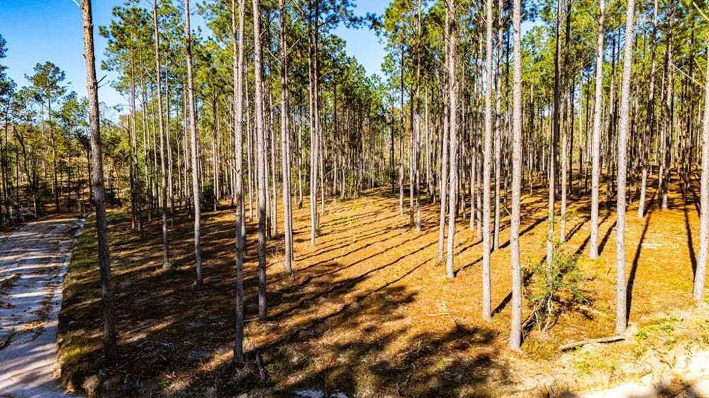 12 Big Buck Drive Moscow, TX 75960