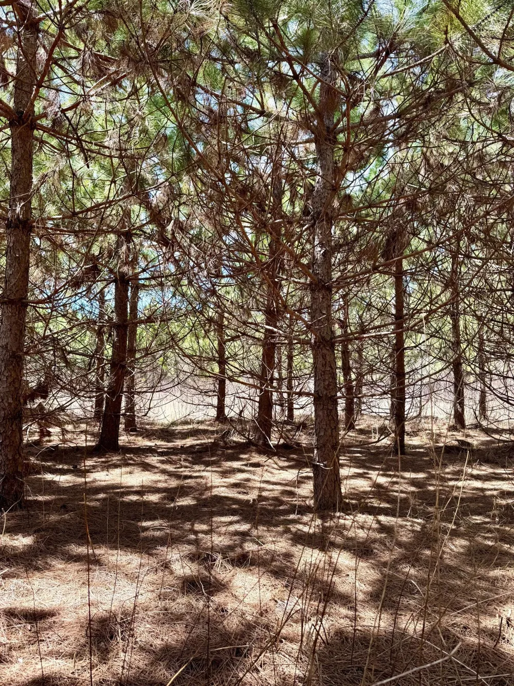 Lot 1 Scenic Hwy 7 Bovey, MN 55709