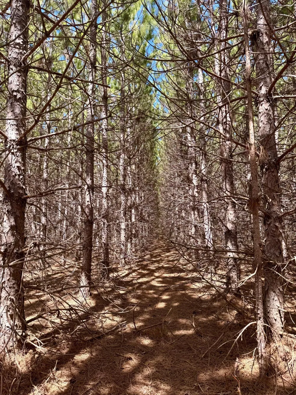 Lot 1 Scenic Hwy 7 Bovey, MN 55709