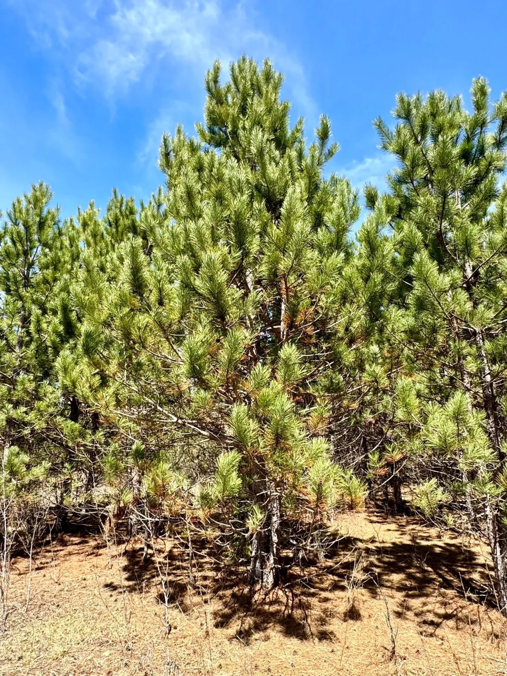 Lot 1 Scenic Hwy 7 Bovey, MN 55709