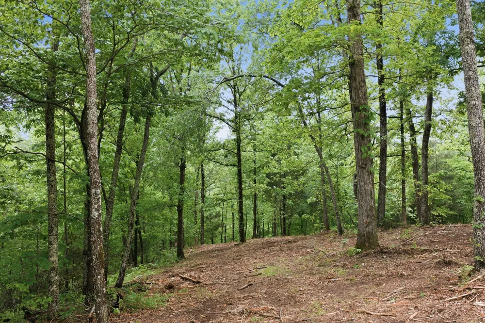 0 Willow Springs Road Lyles, TN 37098