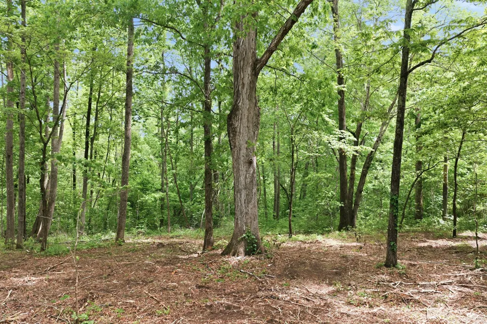 0 Willow Springs Road Lyles, TN 37098