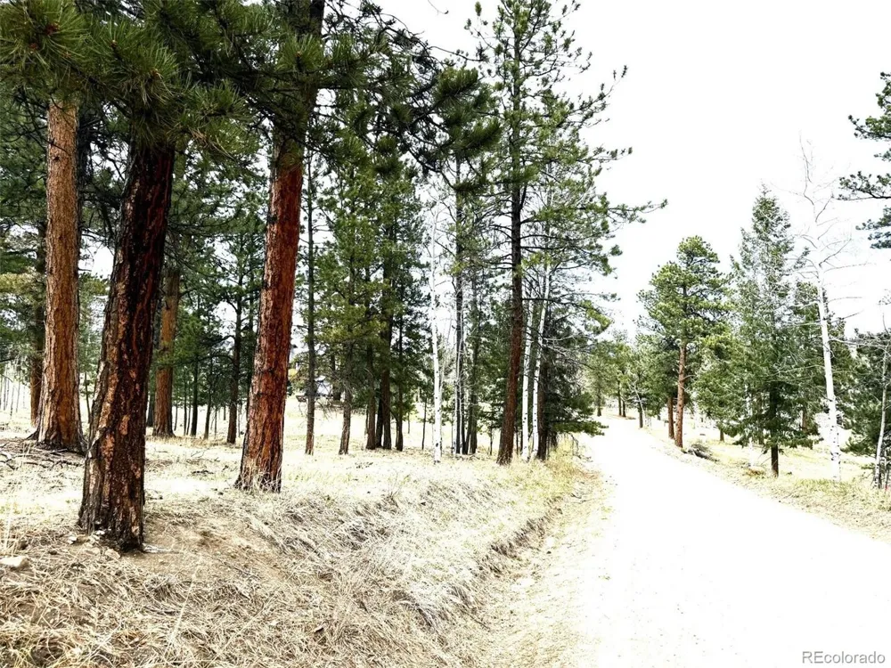 252 Beaver Trail Bailey, CO 80421