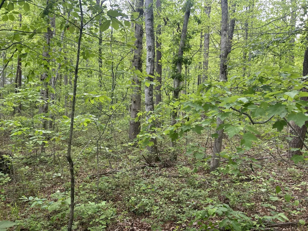 0 RT Davis Rd Spencer, TN 38585