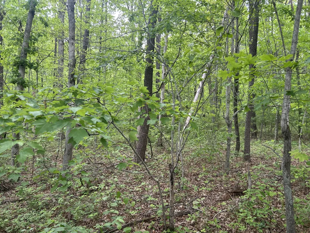 0 RT Davis Rd Spencer, TN 38585