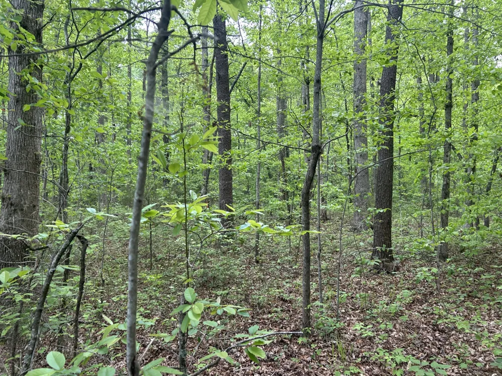 0 RT Davis Rd Spencer, TN 38585